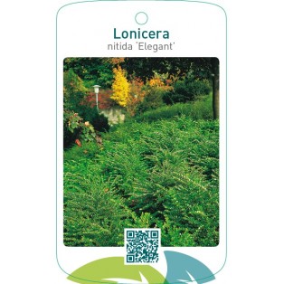 Lonicera nitida ‘Elegant’