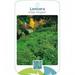 Lonicera nitida ‘Elegant’