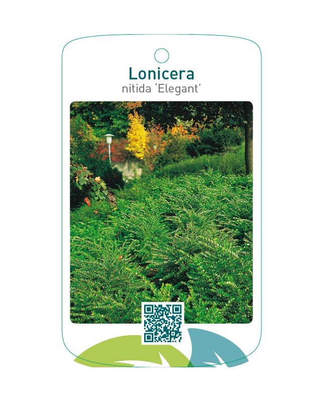 Lonicera nitida ‘Elegant’