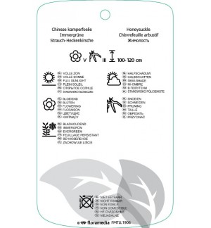 Etichette di Lonicera nitida ‘Elegant’ *