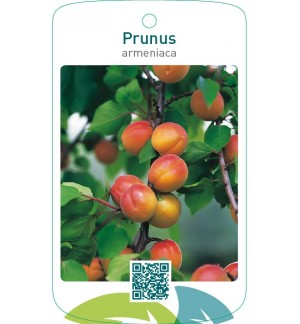 Prunus armeniaca