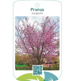 Prunus sargentii
