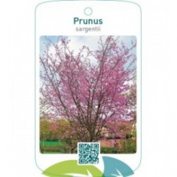 Prunus sargentii