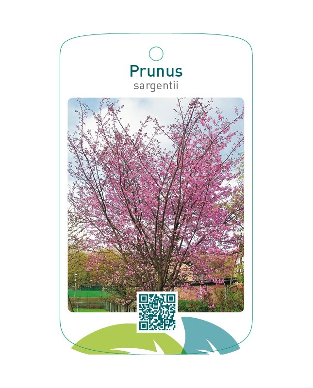 Prunus sargentii
