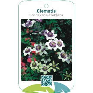 Clematis florida var.sieboldiana