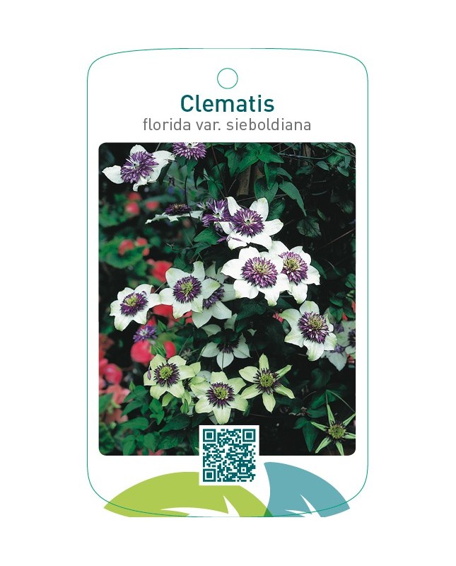 Clematis florida var.sieboldiana