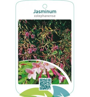 Jasminum xstephanense