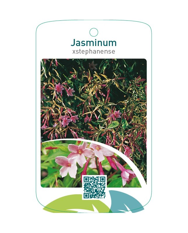 Jasminum xstephanense