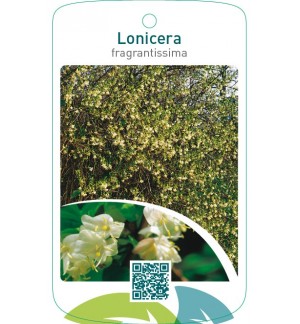 Lonicera fragrantissima