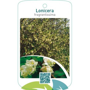 Lonicera fragrantissima