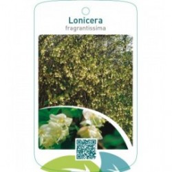 Lonicera fragrantissima
