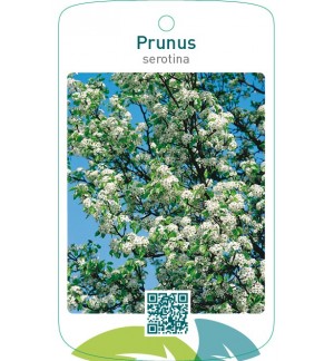 Prunus serotina