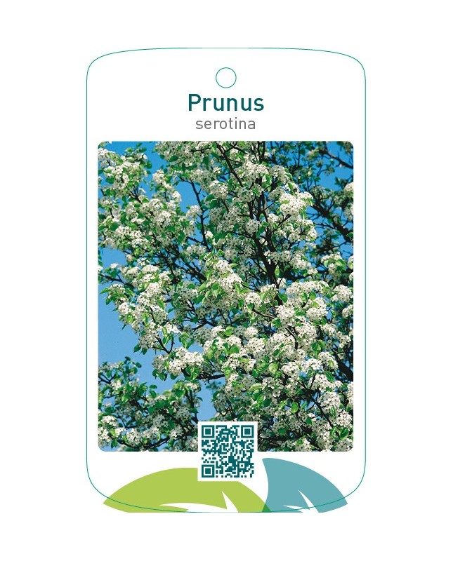Prunus serotina