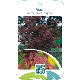 Acer palmatum ‘Fireglow’