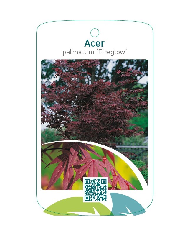 Acer palmatum ‘Fireglow’