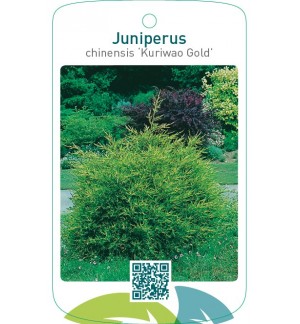 Juniperus chinensis ‘Kuriwao Gold’