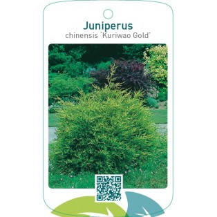 Juniperus chinensis ‘Kuriwao Gold’