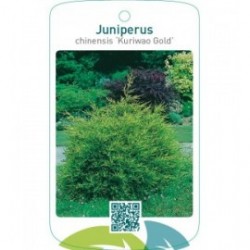 Juniperus chinensis ‘Kuriwao Gold’