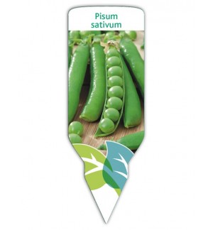Guisante (Pisum sativus)