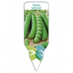 Guisante (Pisum sativus)