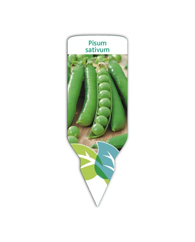 Guisante (Pisum sativus)