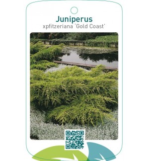 Juniperus xpfitzeriana ‘Gold Coast’