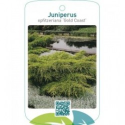 Juniperus xpfitzeriana ‘Gold Coast’