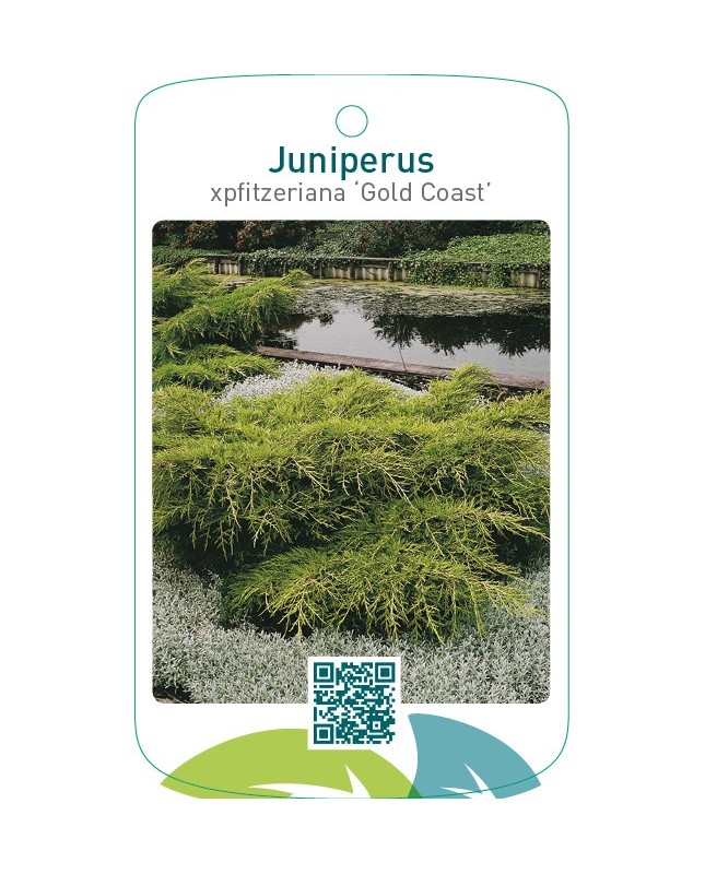 Juniperus xpfitzeriana ‘Gold Coast’