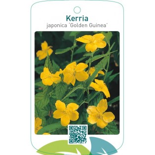 Kerria japonica ‘Golden Guinea’