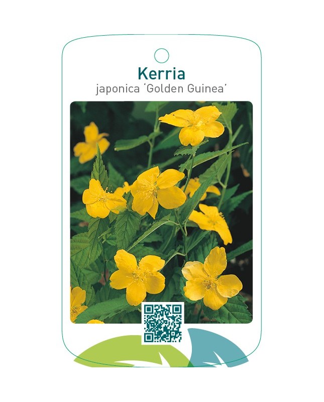 Kerria japonica ‘Golden Guinea’