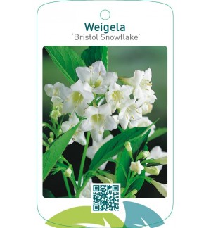 Weigela ‘Bristol Snowflake’