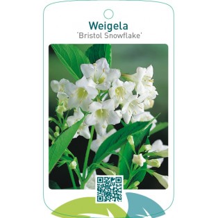 Weigela ‘Bristol Snowflake’