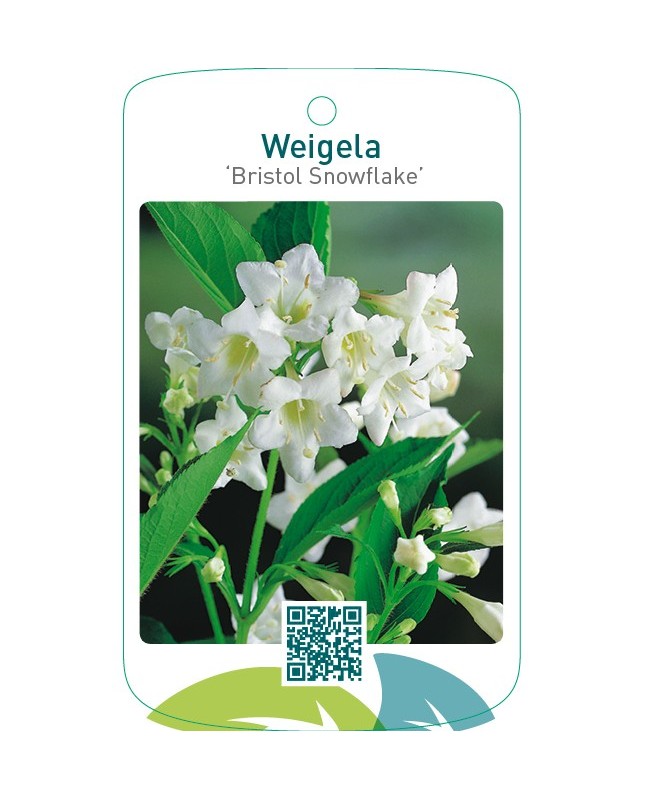 Weigela ‘Bristol Snowflake’