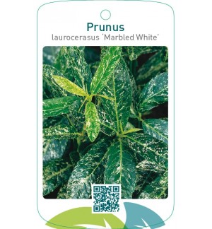 Prunus laurocerasus ‘Marbled White’