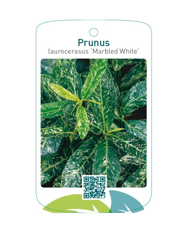 Prunus laurocerasus ‘Marbled White’