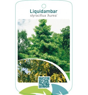 Liquidambar styraciflua ‘Aurea’