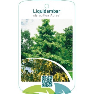 Liquidambar styraciflua ‘Aurea’