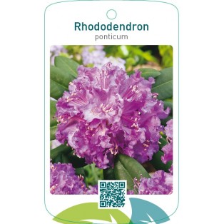 Rhododendron ponticumlila