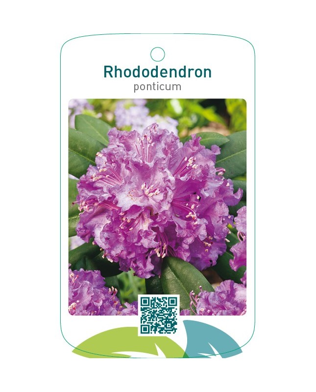 Rhododendron ponticumlila