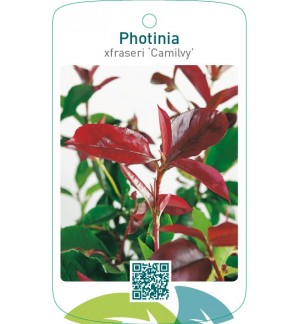 Photinia xfraseri ‘Camilvy’