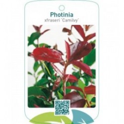Photinia xfraseri ‘Camilvy’