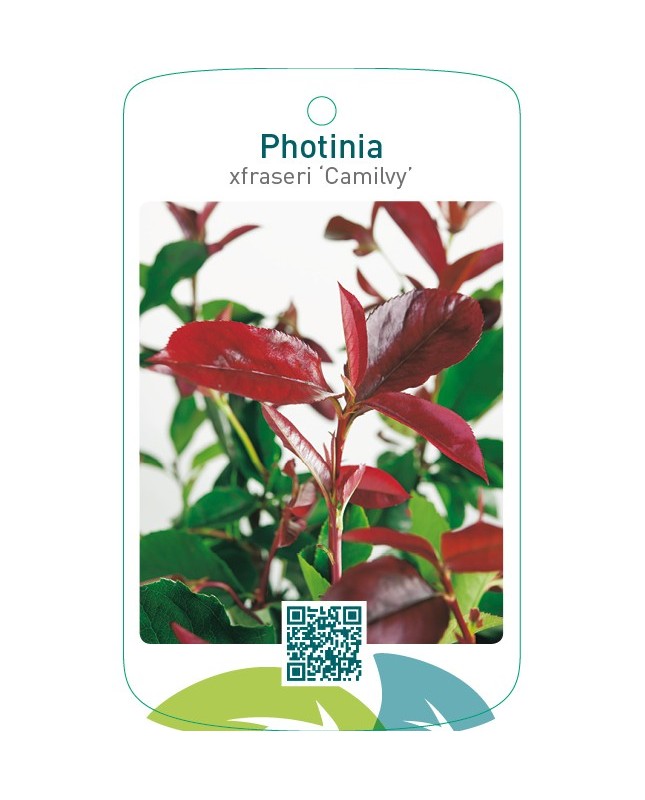 Photinia xfraseri ‘Camilvy’