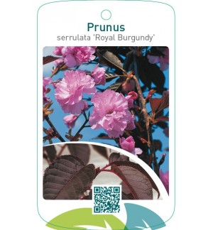 Prunus serrulata ‘Royal Burgundy’