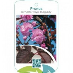 Prunus serrulata ‘Royal Burgundy’