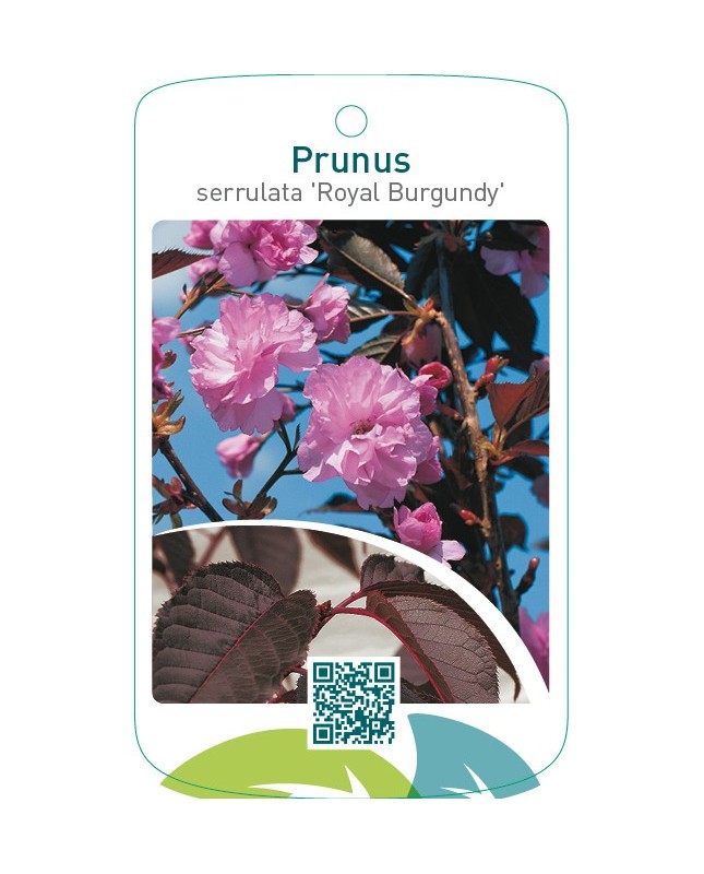 Prunus serrulata ‘Royal Burgundy’