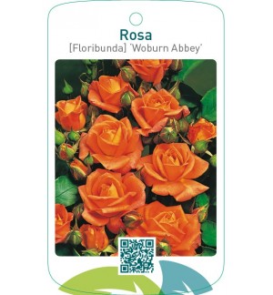 Rosa [Floribunda] ‘Woburn Abbey’