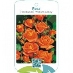 Rosa [Floribunda] ‘Woburn Abbey’