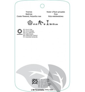 Etichette di Rosa [Floribunda] ‘Woburn Abbey’ *