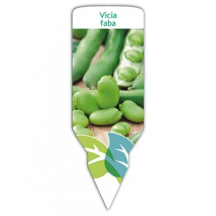 Haba (Vica faba)