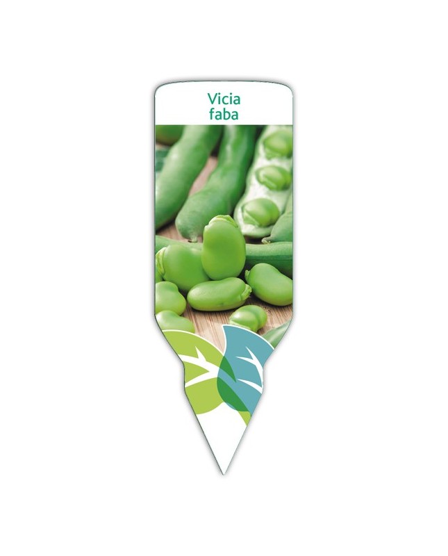 Haba (Vica faba)